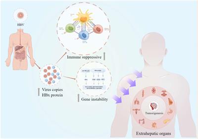 Hepatitis B virus infection: An insight into the clinical connection and molecular interaction between hepatitis B virus and host extrahepatic cancer risk
